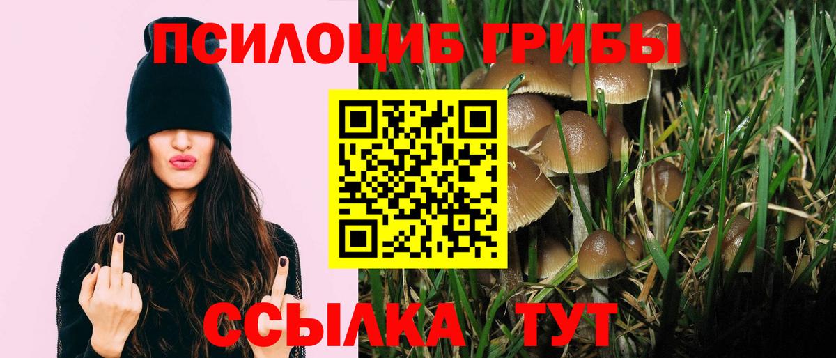 Псилоцибиновые грибы Psilocybine cubensis  Вход с VPN  Камышлов 
